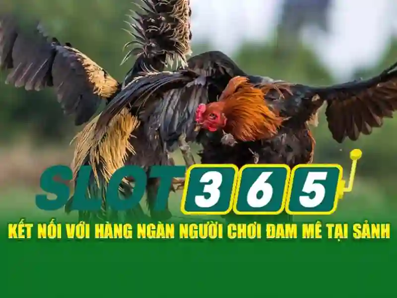 ưu đãi slot365 vn