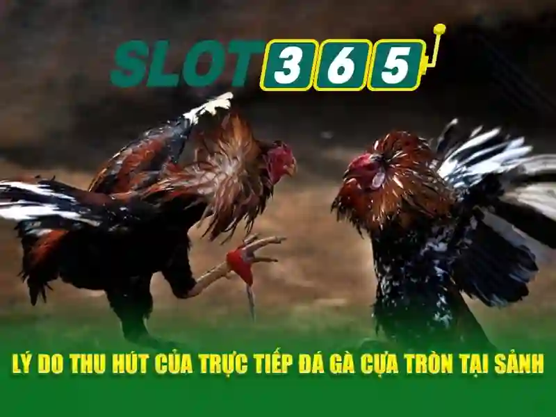 SLOT365 – Trải Nghiệm Cá Cược Đa Dạng, Đa Thể Loại